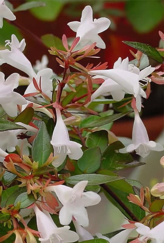 Abelia Grandiflora