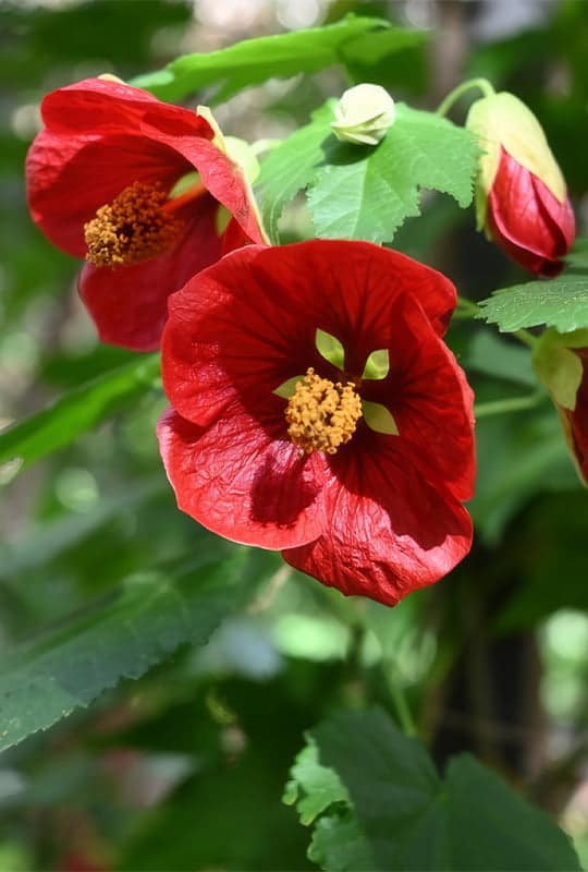 Abutilon Rouge