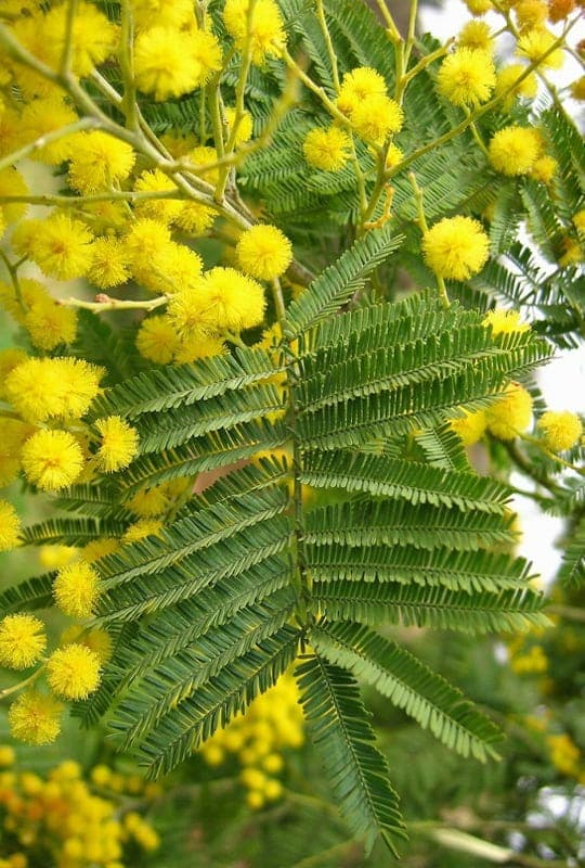 Acacia Dealbata