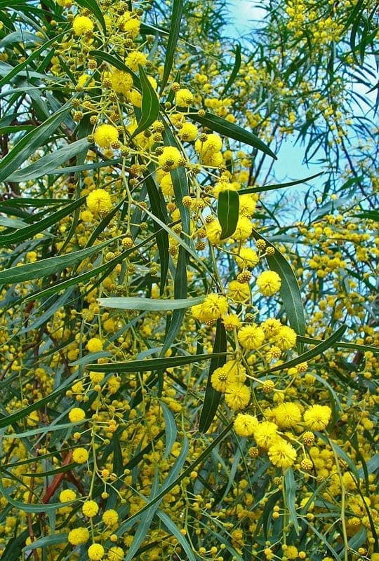 Acacia Saligna