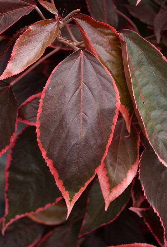Acalypha wilkesiana