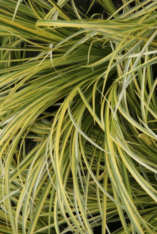 Acorus gramineus ‘Ogon’