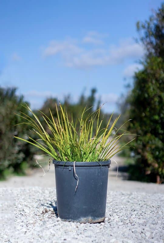 Acorus gramineus ‘Ogon’