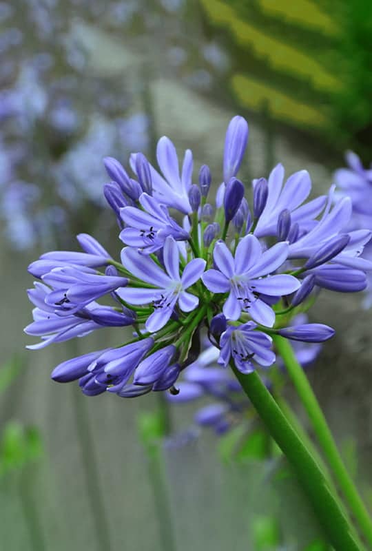 Agapanthus Africanus