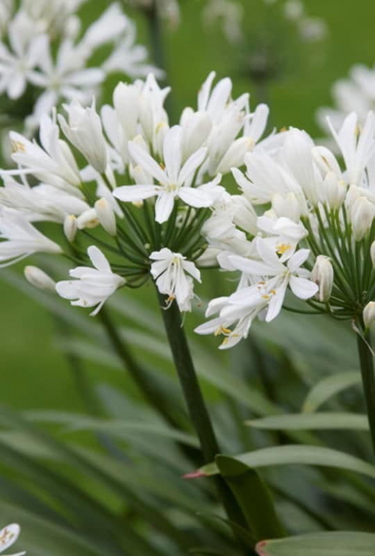 Agapanthus Africanus
