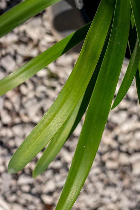 Agapanthus praecox