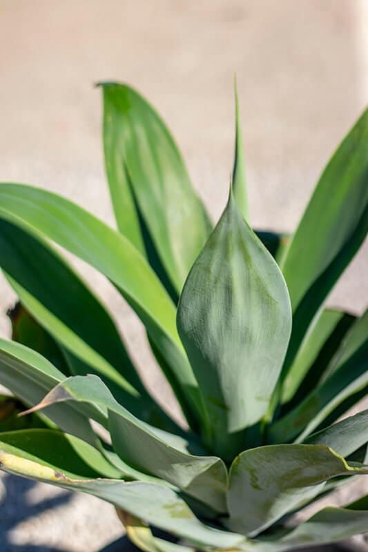 Agave attenuata