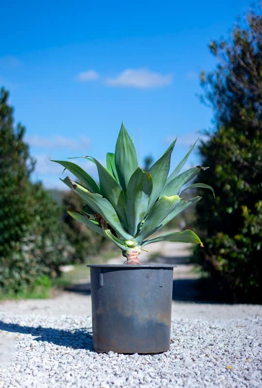 Agave attenuata