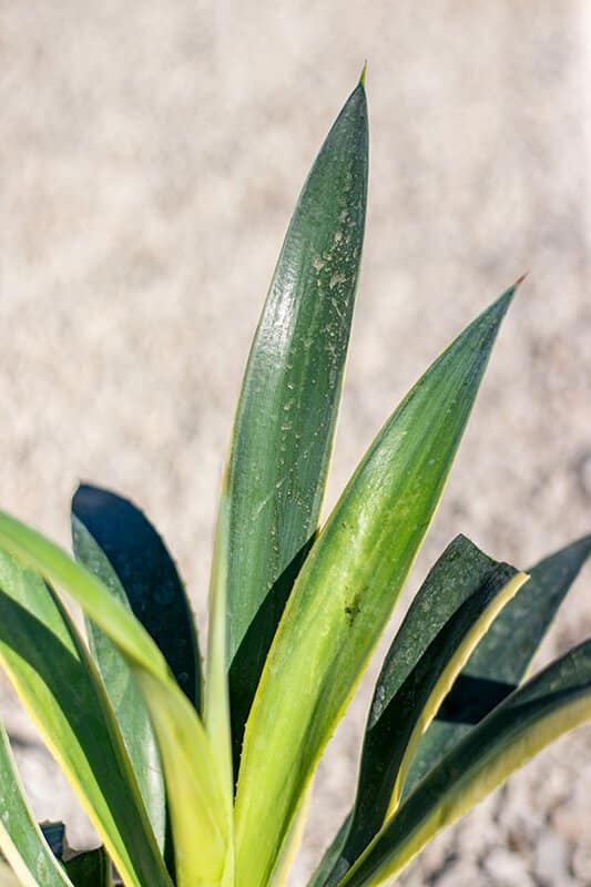 Agave desmetiana’variegata’