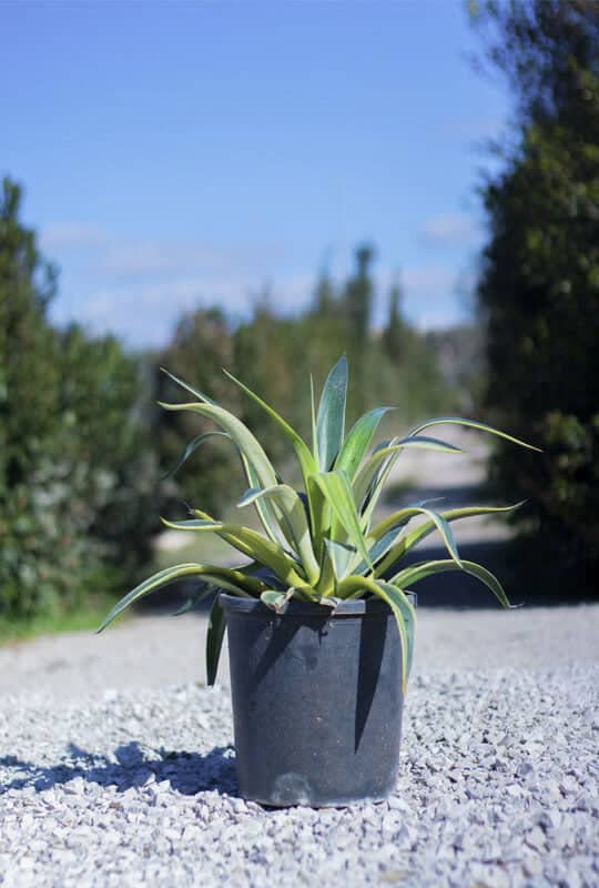 Agave desmetiana’variegata’