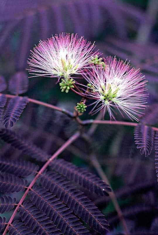 Albizia julibrissin ‘Summer chocolate’
