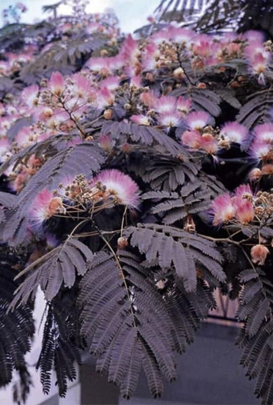 Albizia julibrissin ‘Summer chocolate’