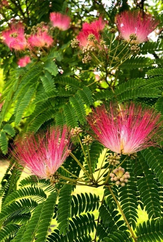 Albizia julibrissin