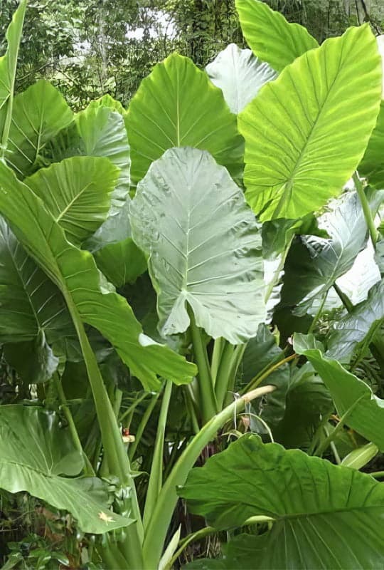 Alocasia Macrorrhiza