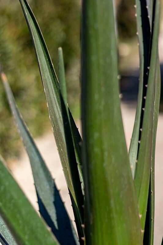 Aloes barberae