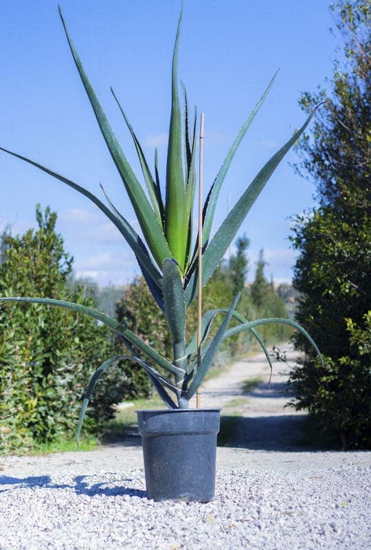 Aloes barberae