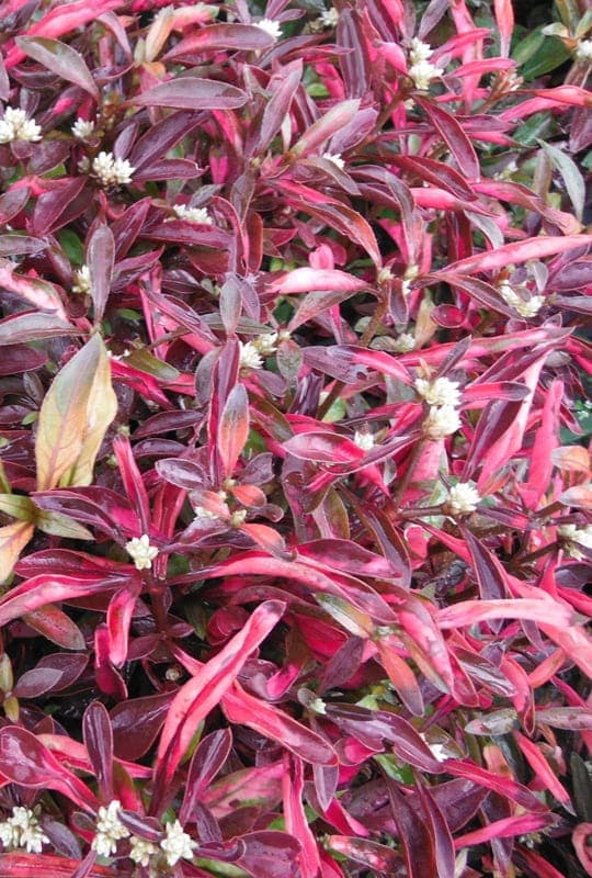 Alternanthera ficoidea