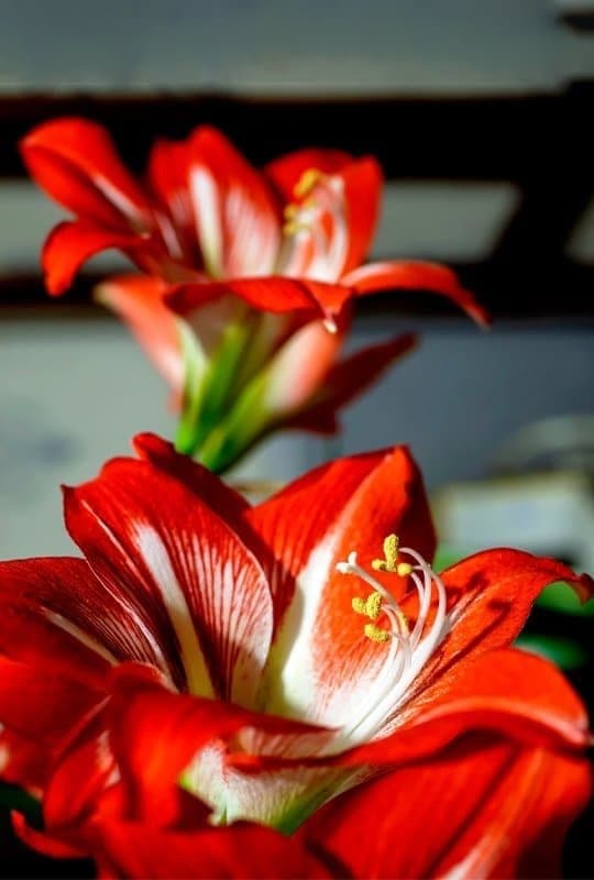 Amarilis Hippeastrum