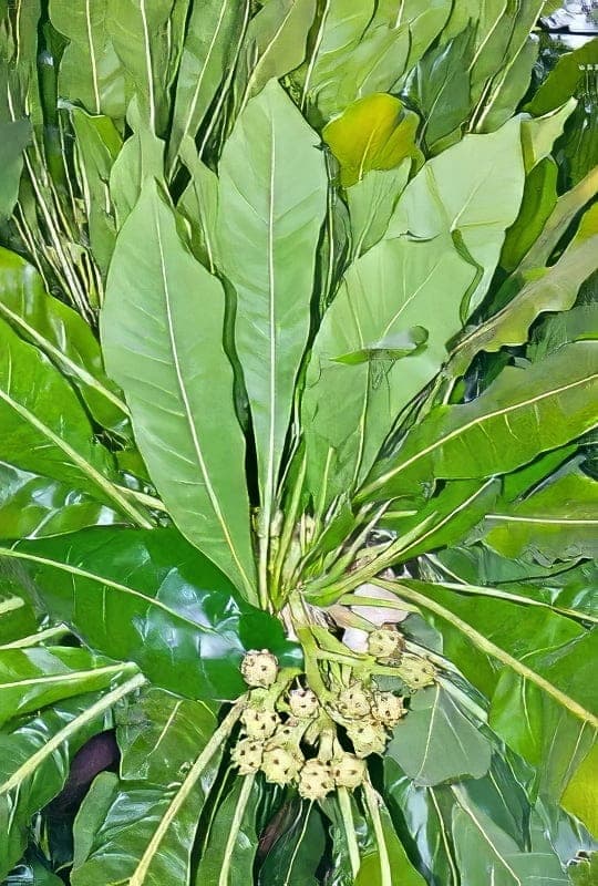 Aralia Reticulata