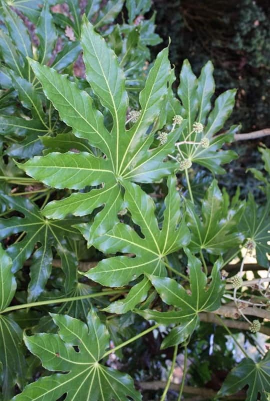Aralia Sieboldii