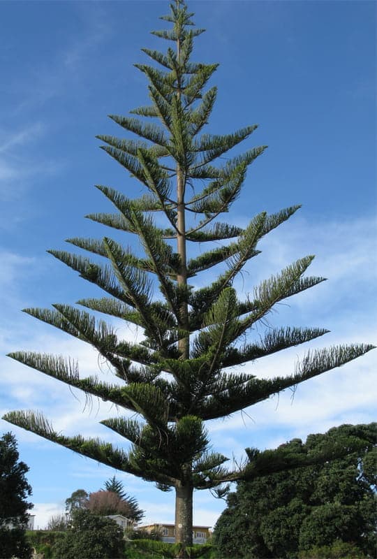 Araucaria excelsa
