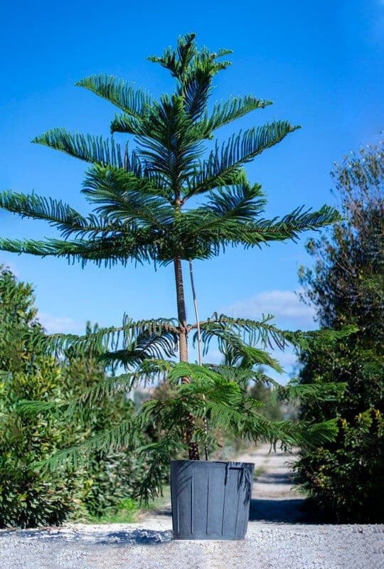Araucaria excelsa