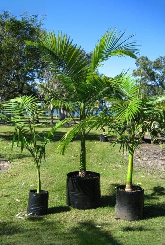 Arcontophenix alexandrae