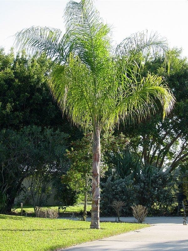 Arecastrum romanzoffianum