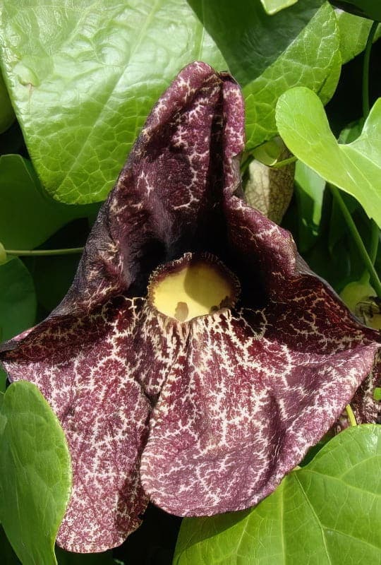 Aristolakia gigantea