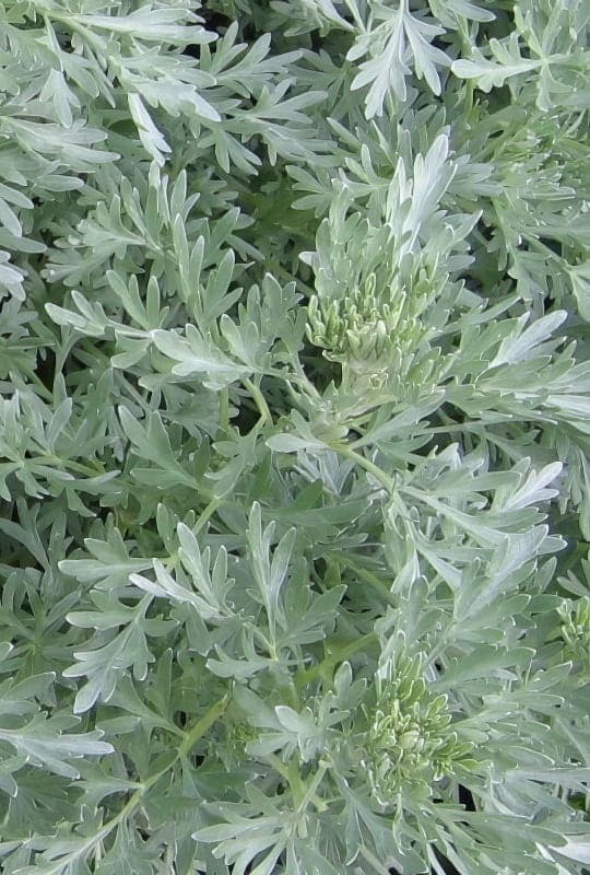 Artémisia absinthium