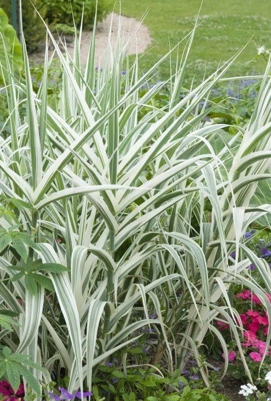Arundo Donax
