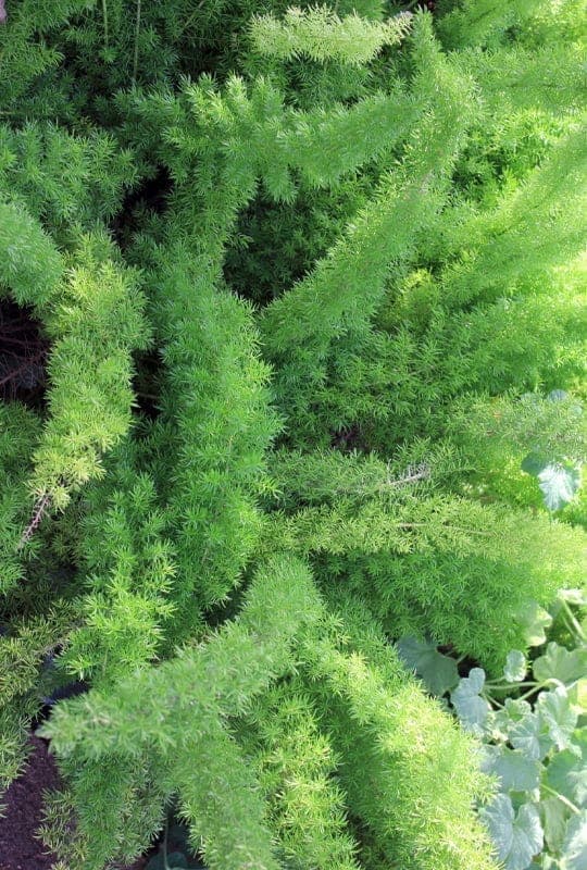 Asparagus meyery