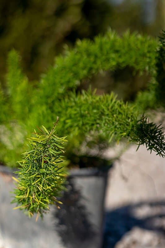 Asparagus meyery