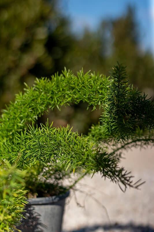 Asparagus meyery