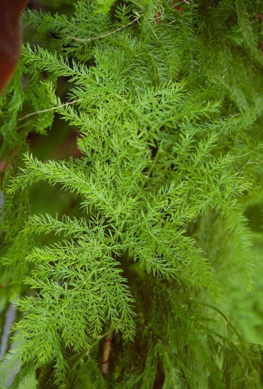 Asparagus plumosus