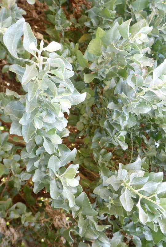 Atriplex Halimus