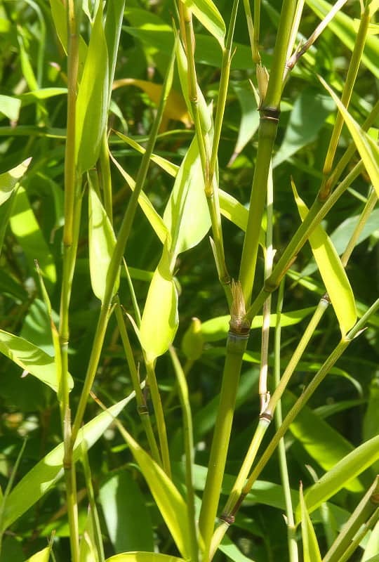 Bambusa Aurea