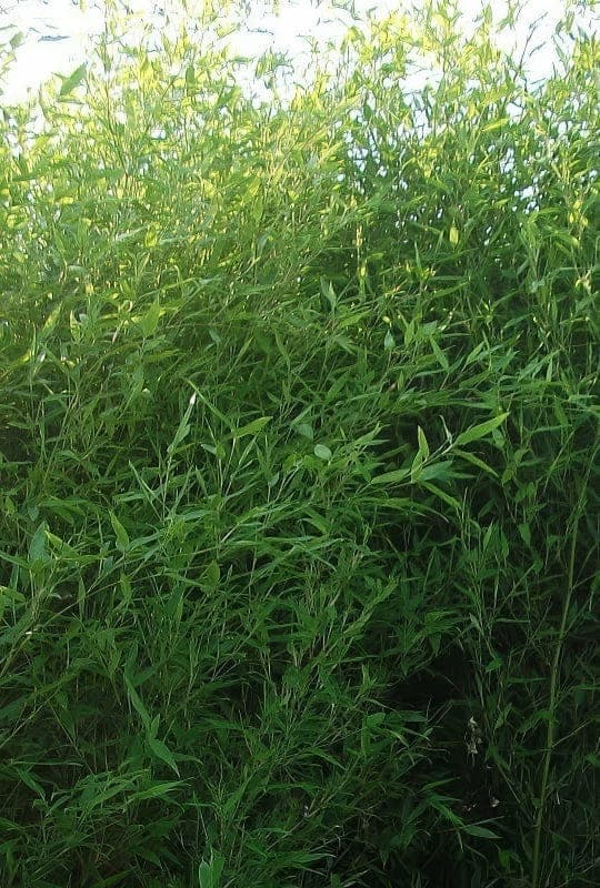 Bambusa Bissetii