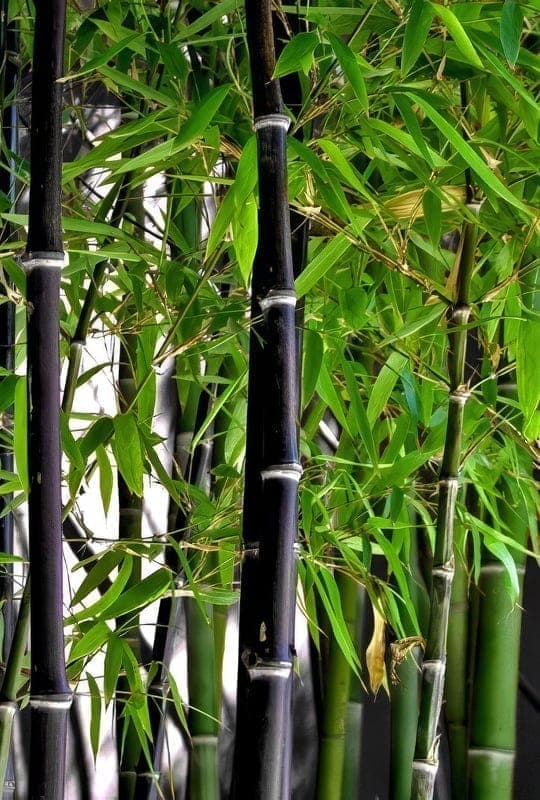 Bambusa Nigra