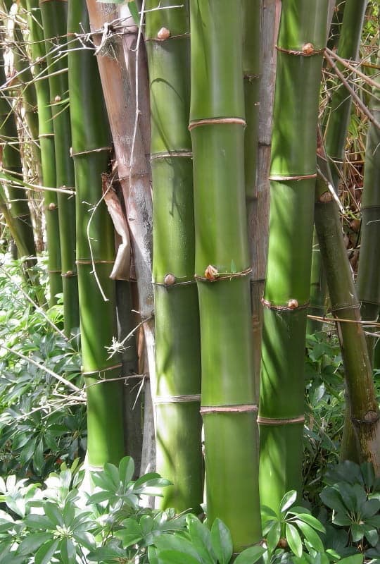 Bambusa vulgaris