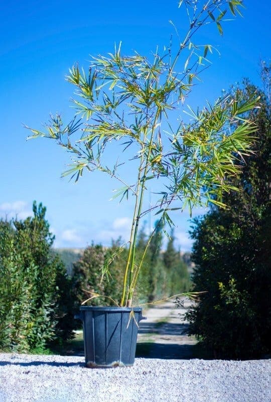 Bambusa vulgaris