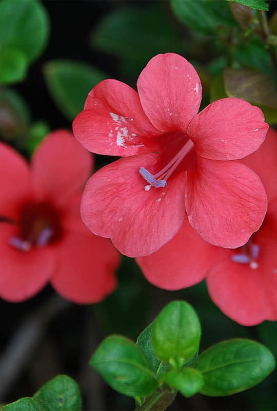 Barleria repens