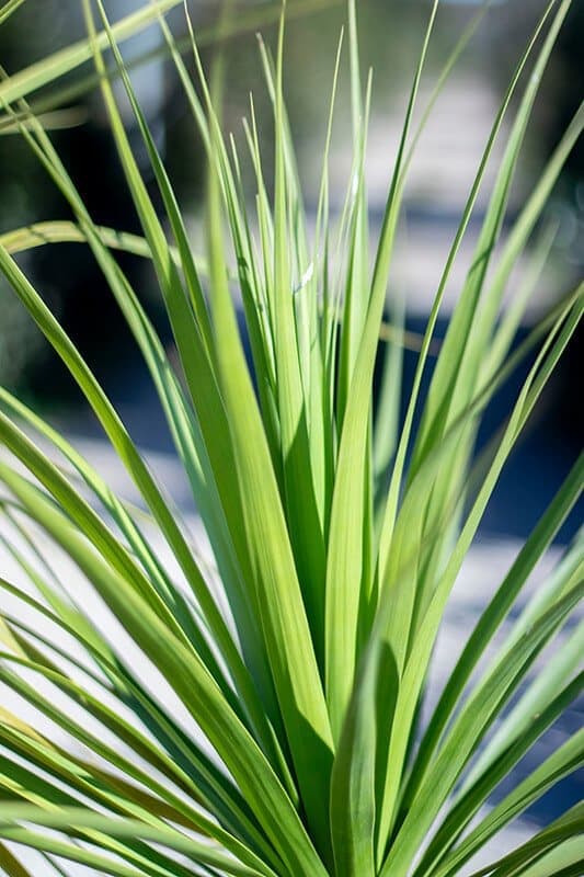 Baucarnea recurvata