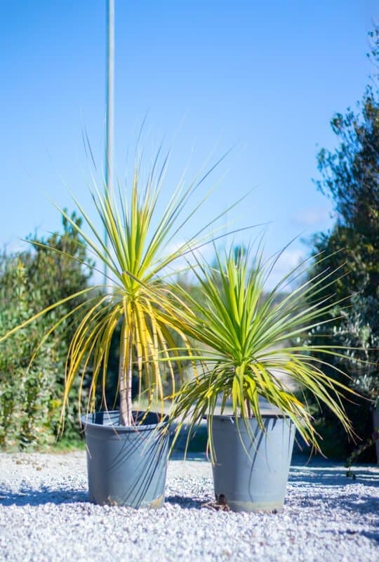Baucarnea recurvata