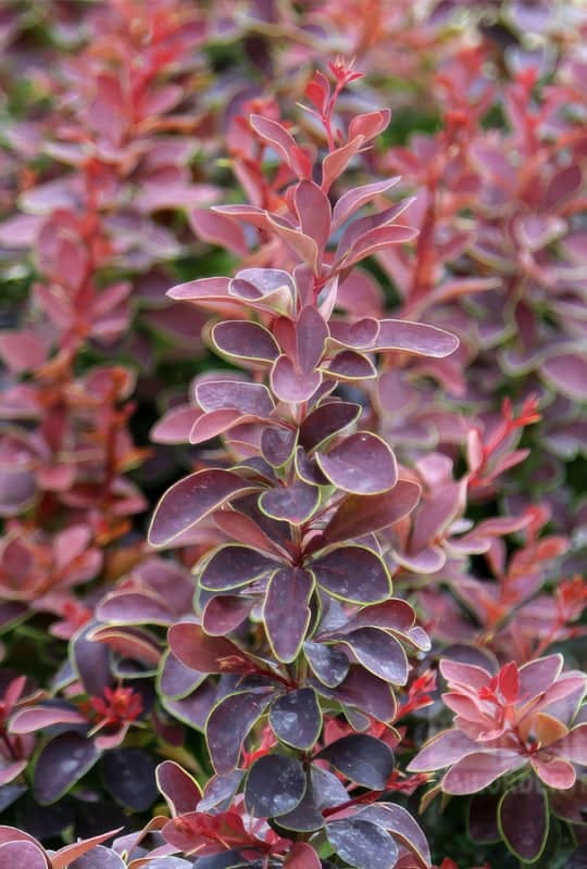 Berberis Thunbergii