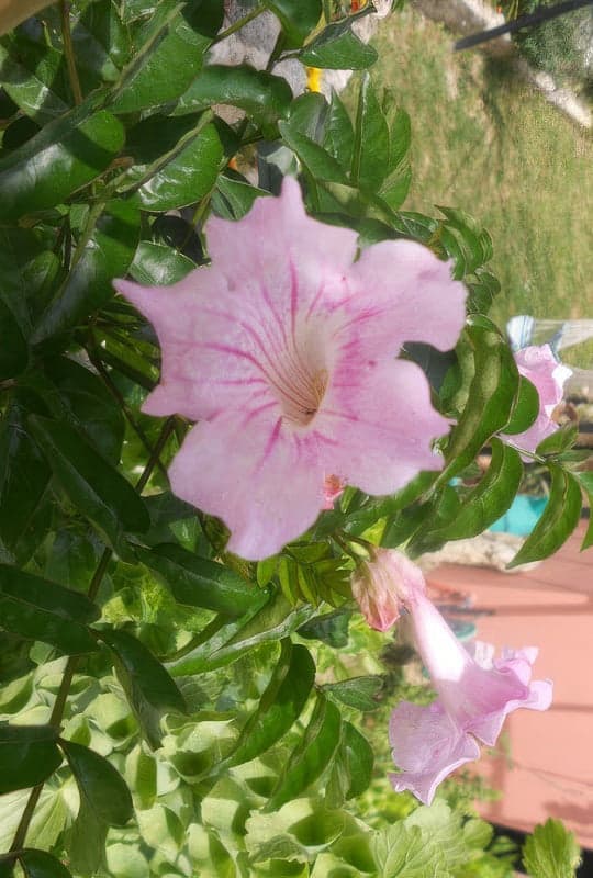 Bignonia contessa ‘Sara’