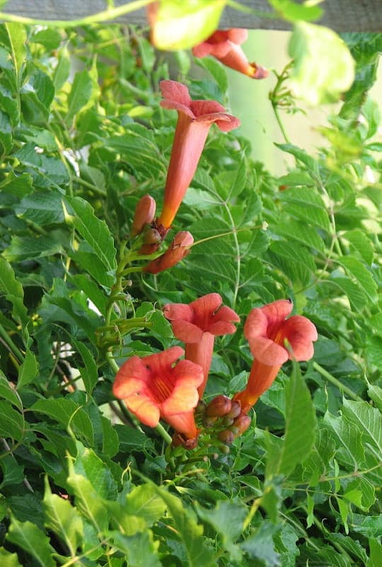 Bignonia radicans