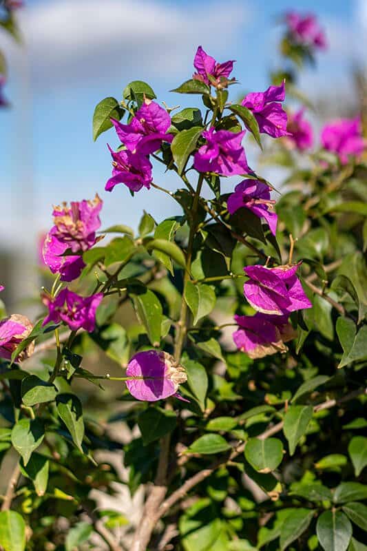 Bougainvillea Glabra Sanderiana
