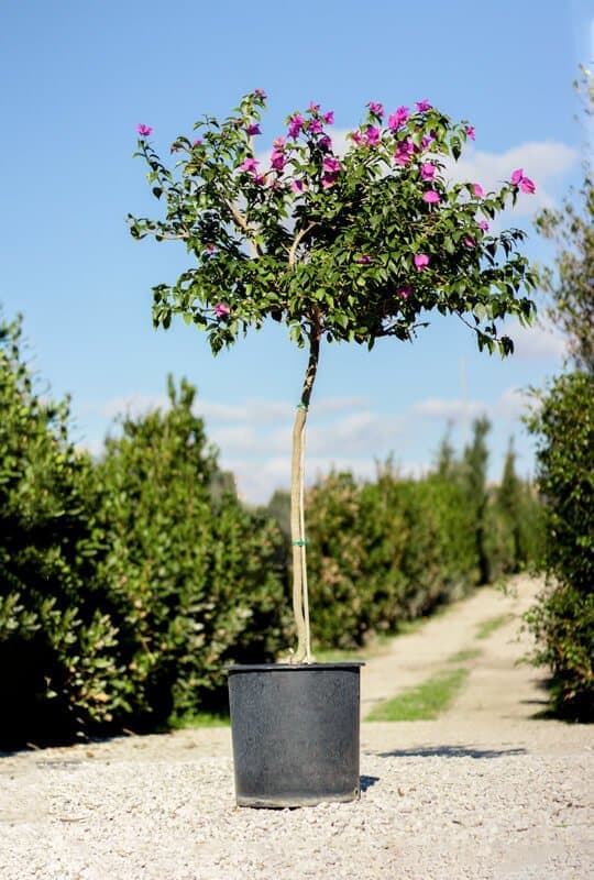 Bougainvillea Glabra Sanderiana