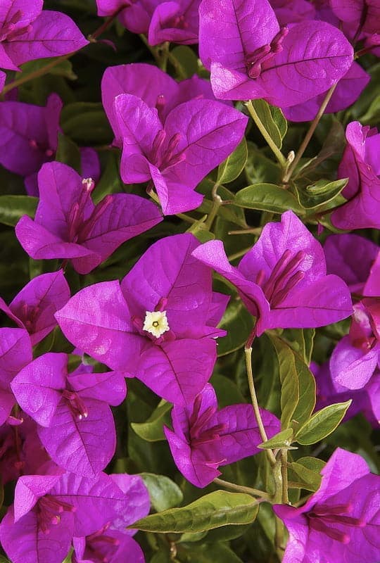 Bougainvillea Glabra Sanderiana